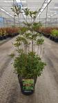Enkianthus campanulatus