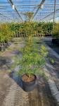 Acer pal. 'Emerald Lace'