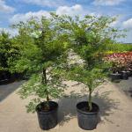 Acer pal. 'Emerald Lace'
