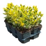 Euonymus jap. Marieke