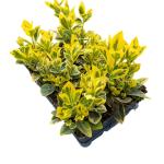 Euonymus jap. Marieke