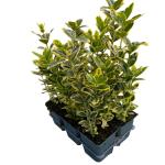 Euonymus jap. Marieke