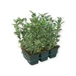 Euonymus jap. 'Kathy'