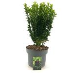 Euonymus jap. 'Green Spire'