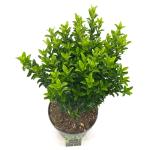 Euonymus jap. 'Green Spire'