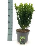 Euonymus jap. 'Green Spire'