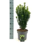 Euonymus jap. 'Green Spire', leverbaar