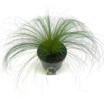 Stipa tenuissima 'Ponytails'