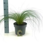 Stipa tenuissima 'Ponytails'