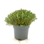 Thymus v. 'Compactus'