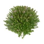 Thymus v. 'Compactus'
