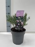 Andromeda glaucophylla