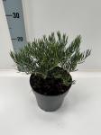 Andromeda glaucophylla