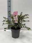 Prunus incisa 'Kojou-no-mai'