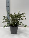 Prunus incisa 'Kojou-no-mai'
