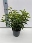 Prunus l. 'Angustifolia'