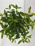 Prunus l. 'Angustifolia'