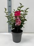 Syringa 'Jos&eacute;e'