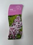 Syringa patula 'Miss Kim'