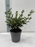 Syringa patula 'Miss Kim'