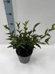 Syringa patula 'Miss Kim'