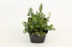 Hypericum olympicum
