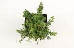 Hypericum olympicum