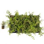 Hypericum moser. 'Tricolor', 40 gaats