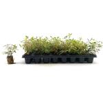 Hypericum moser. 'Tricolor', 40 gaats