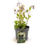 Symphytum grand. 'Wisley Blue'