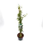 Sollya heterophylla
