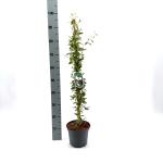 Sollya heterophylla