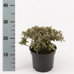 Rhododendron 'Ramapo'