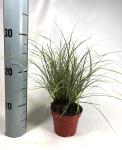 Carex brunnea 'Jubilo'