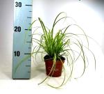 Carex dolich. 'Kaga-nishiki'