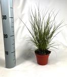 Carex 'Phoenix Green'