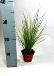 Carex 'Phoenix Green'