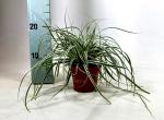 Carex oshimensis 'Everest'