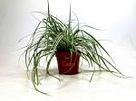 Carex oshimensis 'Everest'