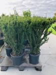 Taxus media 'Hillii', struik