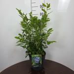 Vaccinium c. 'Goldtraube 71'