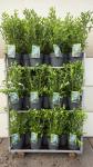 Vaccinium c. 'Goldtraube 71'