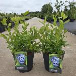 Vaccinium c. 'Goldtraube 71'