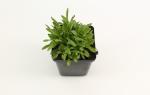 Jasione laevis 'Blaulicht'