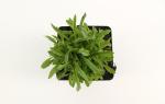 Jasione laevis 'Blaulicht'