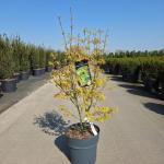 Acer pal. 'Orange Dream'