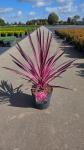 Cordyline aus. Pink Passion