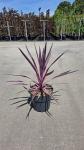 Cordyline aus. Pink Passion
