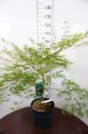 Acer pal. 'Emerald Lace'