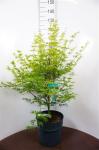 Acer pal. 'Seiryu'